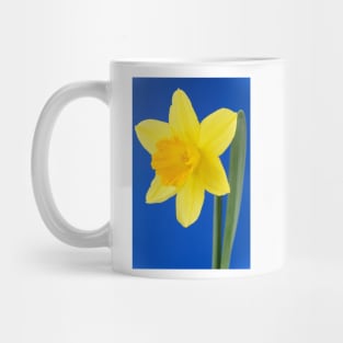 Narcissus  &#39;Armada&#39;   Division 2 Large-cupped Daffodil Mug